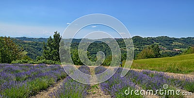 Lavender Field-3 Stock Photo