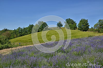 Lavender Field-4 Stock Photo