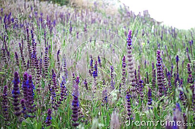 Lavender field in the rays of the summer warm sun. Stock Photo