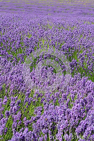 Lavender field with shallow depth of field Stock Photo