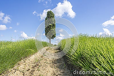 A lavender field in the spring season, before flowering, with a cypress in the background, Orciano Pisano, Italy Stock Photo