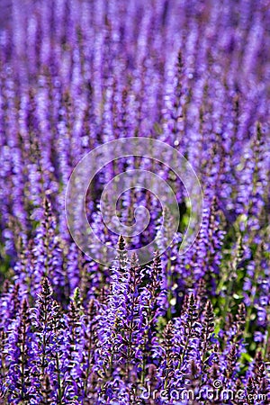Lavender field in the summer Stock Photo