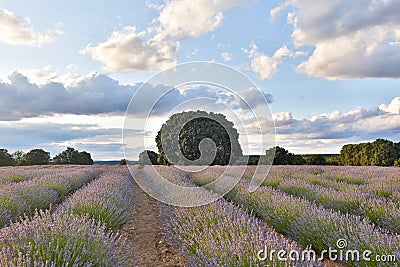 Lavender field summer sunset landscape with cloudy sky Stock Photo