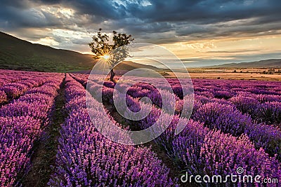 Lavender field at sunrise Stock Photo