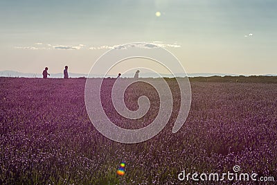 Lavender field at sunset backlit with walkers Stock Photo