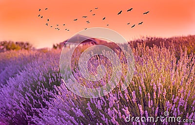 Lavender field in the sunset, hut/cottage in background and storks in the air in Kuyucak Village, Isparta, Turkey Stock Photo