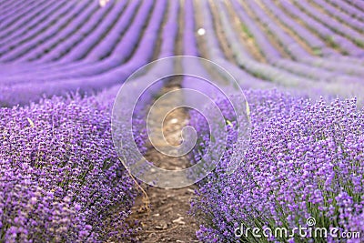 Lavender field at sunset. Rows of blooming lavende to the horizon. Provence region of France. Stock Photo