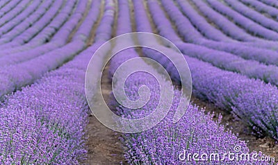 Lavender field at sunset. Rows of blooming lavende to the horizon. Provence region of France. Stock Photo