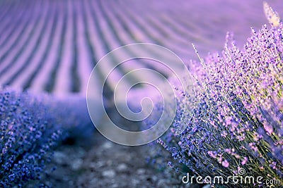 Lavender field at sunset. Rows of blooming lavende to the horizon. Provence region of France. Stock Photo