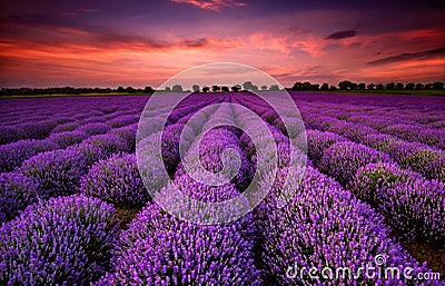 Lavender field at sunset Stock Photo