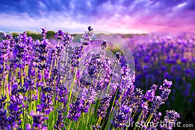 Lavender field in Tihany, Hungary Stock Photo