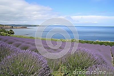 lavender field with view of the ocean, ideal for peaceful meditation Stock Photo