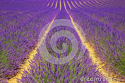 Lavender field. Violet fragrant lavender flowers. Stock Photo