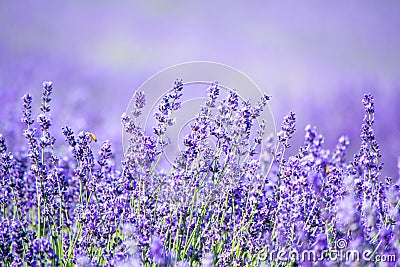 Lavender field in Italy Stock Photo