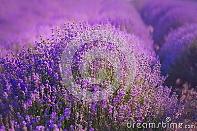 Lavender fields. The beauty of purple lavender. Lavender bush close up. Stock Photo