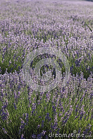 Lavender fields blooming Stock Photo