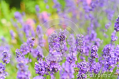 Lavender fields in close up detail, wild purple lavender flowers growing outside Stock Photo