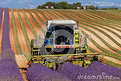 Lavender fields harvesting in valensole provence france landscape Editorial Stock Photo