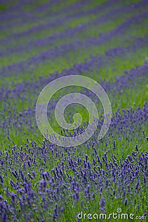 Lavender fields hills and European gardens Stock Photo