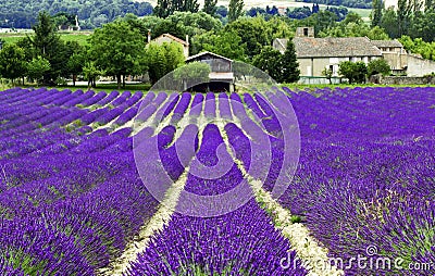 Lavender Fields near Cereste Stock Photo