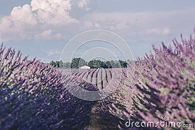 Lavender fields near Valensole in Provence, France. Landscape purple bushes of lavender on a background of mountains and sky. Stock Photo