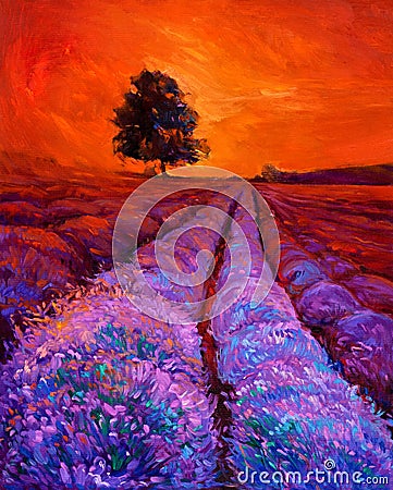 Lavender fields Stock Photo