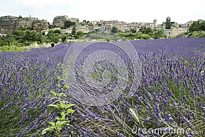 Lavender fields provence countryside france Stock Photo