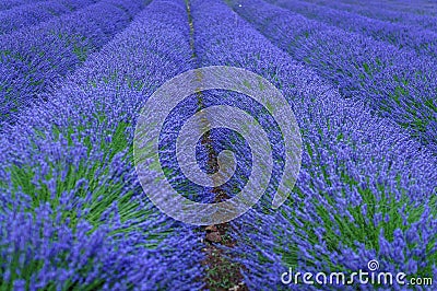 Lavender fields in Provence, France. Stock Photo