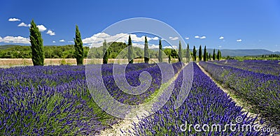 Lavender fields in Provence Stock Photo