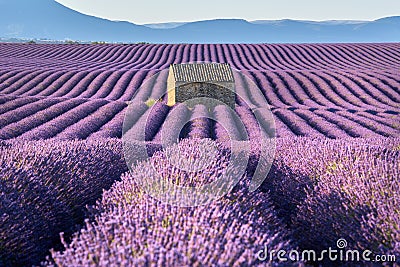 Lavender fields in Valensole with stone house in Summer. Alpes-de-Haute-Provence, France Stock Photo