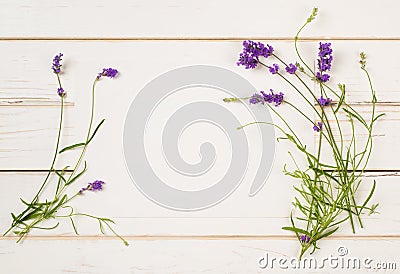 Lavender Flower Blossoms on Stems with leaves as Borders of White Paper Card on Distressed White Shiplap Board Background with roo Stock Photo