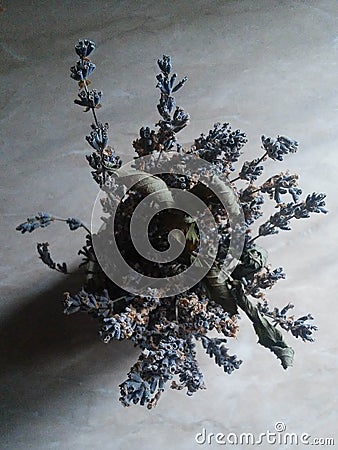 Lavender flower bouquet on a white background Stock Photo