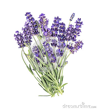 Lavender flower bunch isolated white background Fresh herbs Stock Photo
