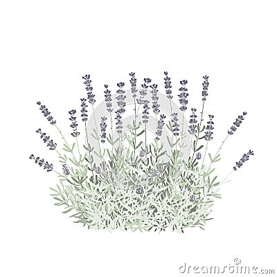 Lavender flower bush isolated vector Illustration. For label, packaging, card. Healing and cosmetics herb. Medical plant Vector Illustration