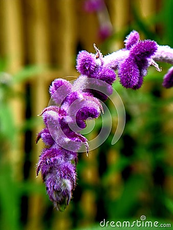 Lavender flower Colored Beautiful Purple Nutritious Scent Mosquito repellent Stock Photo