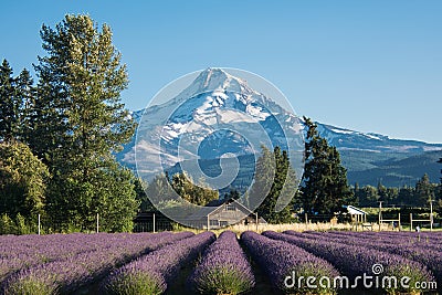 Lavender flower field near Mt. Hood in Oregon, with an abandoned barn Stock Photo