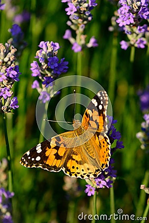 Lavender flower field with Painted lady butterfly Stock Photo