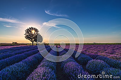 Lavender flower in the field panoramic view Stock Photo