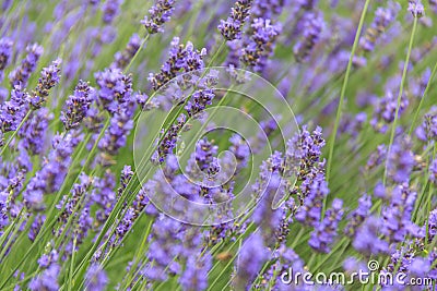 Lavender flower field in summer Stock Photo