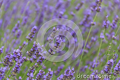 Lavender flower field in summer Stock Photo