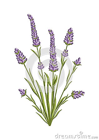 Lavender flower. Floral design for postcard, poster, ad, decor, fabric and other uses. Vector isolated illustration of Vector Illustration