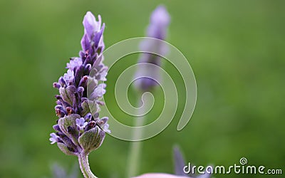 Lavender flower on a green lawn. Stock Photo