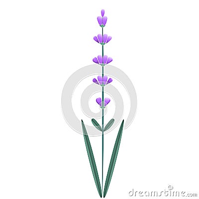 Lavender flower isolated Stock Photo