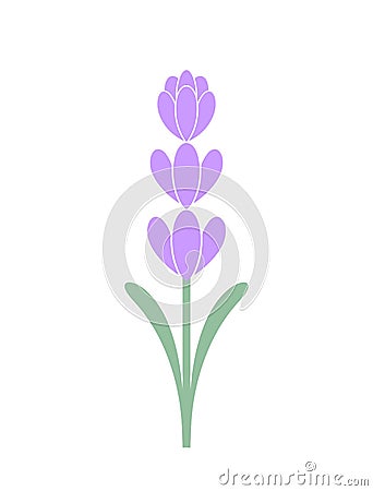 Lavender flower. Isolated lavender on white background Vector Illustration