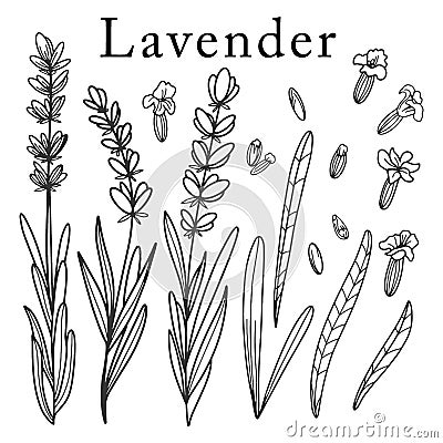 Lavender flower. Isolated outlined vector set on white. Vector Illustration