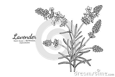 Lavender flower and leaf hand drawn botanical illustration with line art Vector Illustration