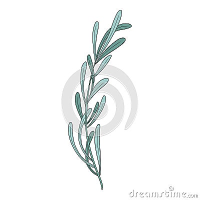 Lavender flower. Provence floral herb with purple blooms. Botanical drawing of French field Lavandula. Blossomed Vector Illustration