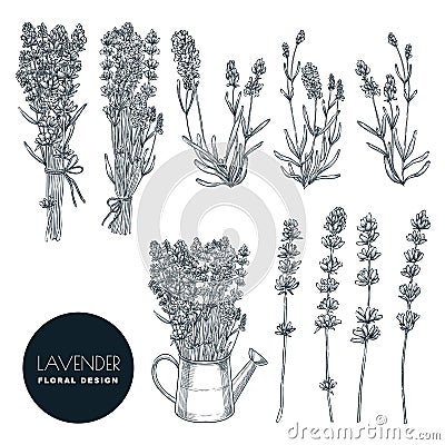 Lavender flower set, vector sketch illustration. Hand drawn bouquet, floral design elements isolated on white background Vector Illustration