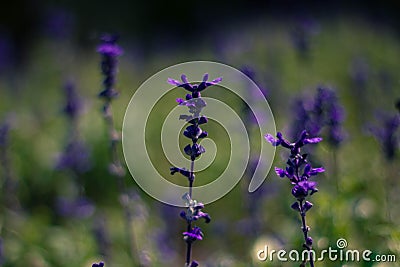 Lavender flower in thailand Stock Photo