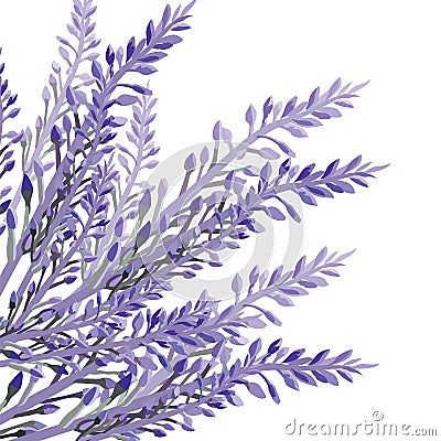 Lavender flower in watercolor paint style Vector Vector Illustration